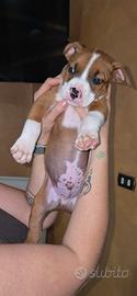 cuccioli amstaff 