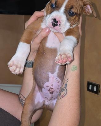 cuccioli amstaff 