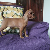 Femminuccia marrone focato di pincher