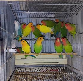 Inseparabile maschio