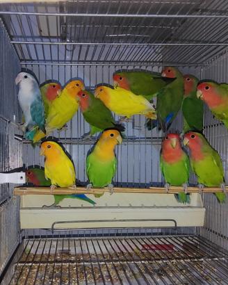 Inseparabile maschio
