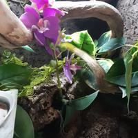 Terrario più geco ciliatus