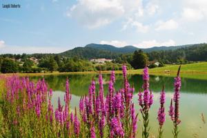 Casa Vacanze Trentino Alpe Cimbra