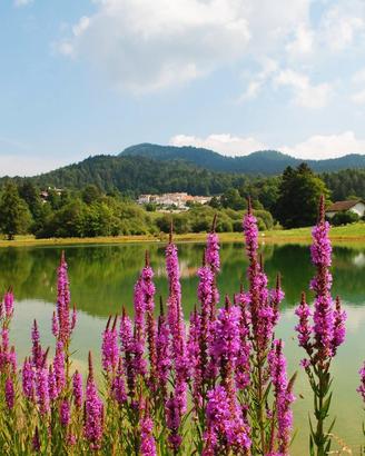 Casa Vacanze Trentino Alpe Cimbra