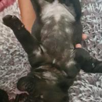 Cucciolo di carlino