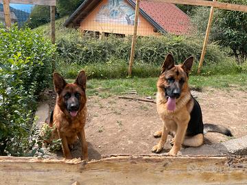 Cuccioli pastore tedesco con pedigree