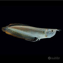 AROWANA