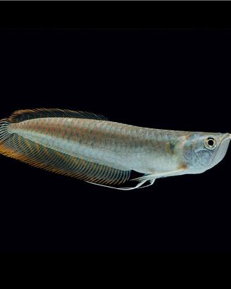 AROWANA