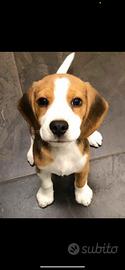 Beagle cuccioli