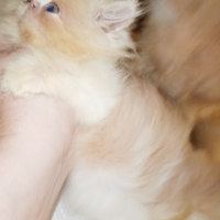 Cuccioli di persiano