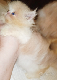 Cuccioli di persiano