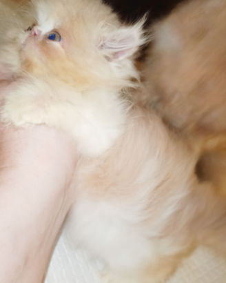 Cuccioli di persiano