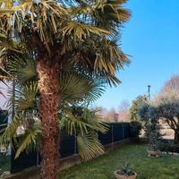 Piante di Palma