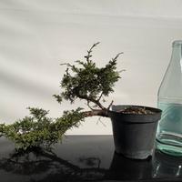 Bonsai di ginepro hitoigawa