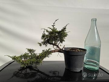 Bonsai di ginepro hitoigawa