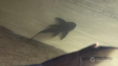 Pesce pulitore plecostomus