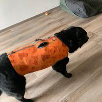 Corpetto protettivo per cane