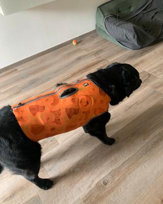 Corpetto protettivo per cane