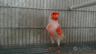 Canarini spagnoli e mosaico ultimi 2025