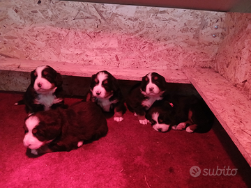 Cuccioli Bovaro del Bernese