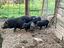 Immagine 6