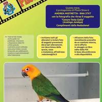 Conuro Jandaya (pulli)