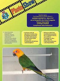 Conuro Jandaya (pulli)