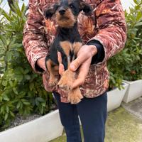 Barboncino Nano X Pinscher