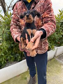 Barboncino Nano X Pinscher