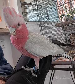 Cacatua rosa