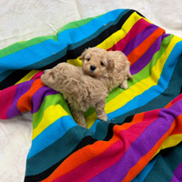 Cuccioli di barboncino Toy
