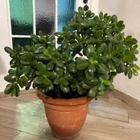 Pianta grassa portulacaria afra - crassula