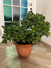 Pianta grassa portulacaria afra - crassula