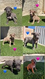 Cuccioli di pitbull ukc