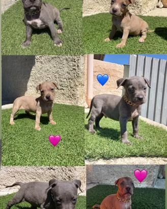 Cuccioli di pitbull ukc