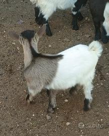 Capretto tibetano
