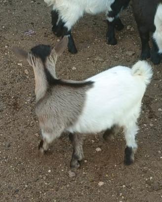 Capretto tibetano