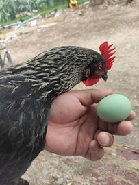 Galline ovaiole uova colorati