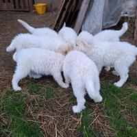 Cuccioli pastore dei pirenei