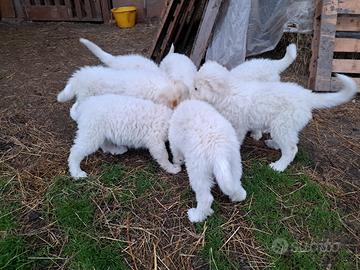 Cuccioli pastore dei pirenei