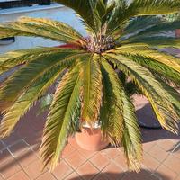 Cycas di circa 20 anni