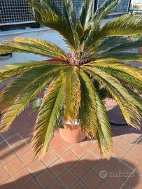 Cycas di circa 20 anni