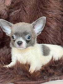 Chihuahua femmina toy