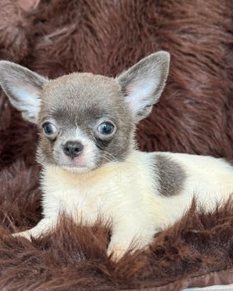 Chihuahua femmina toy