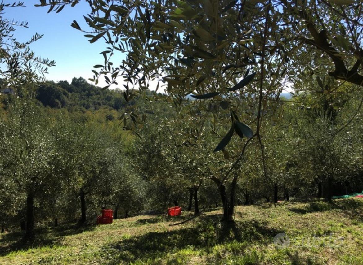 Uliveto terreno agricolo - Altro