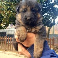 Cuccioli di pastore tedesco