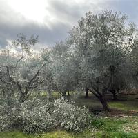 Giardinaggio