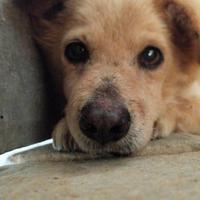Cane in adozione