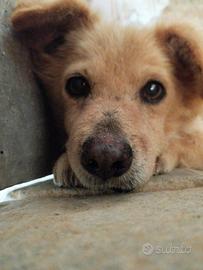 Cane in adozione