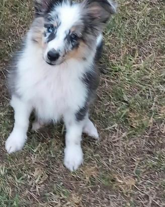 Pastore dello shetland il mini lassie